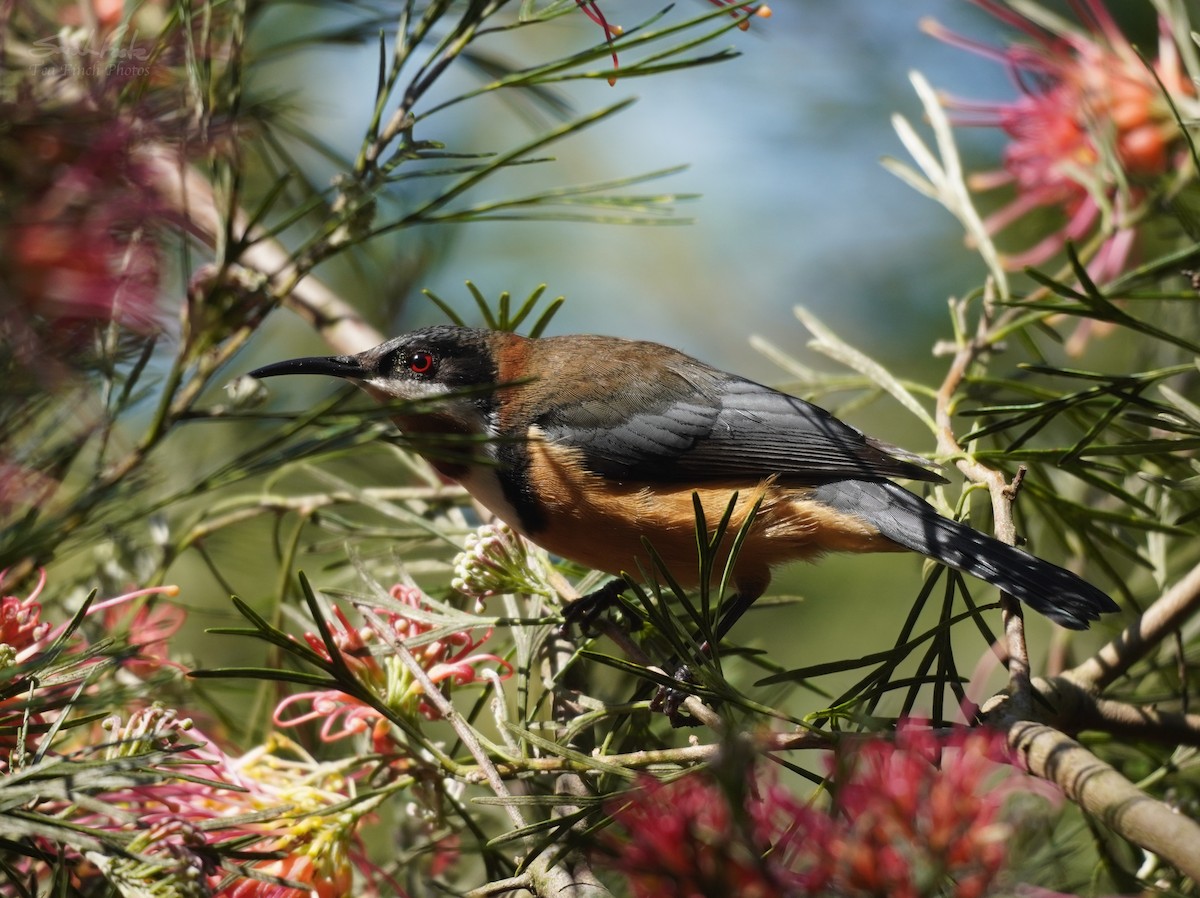 Eastern Spinebill - ML493936391