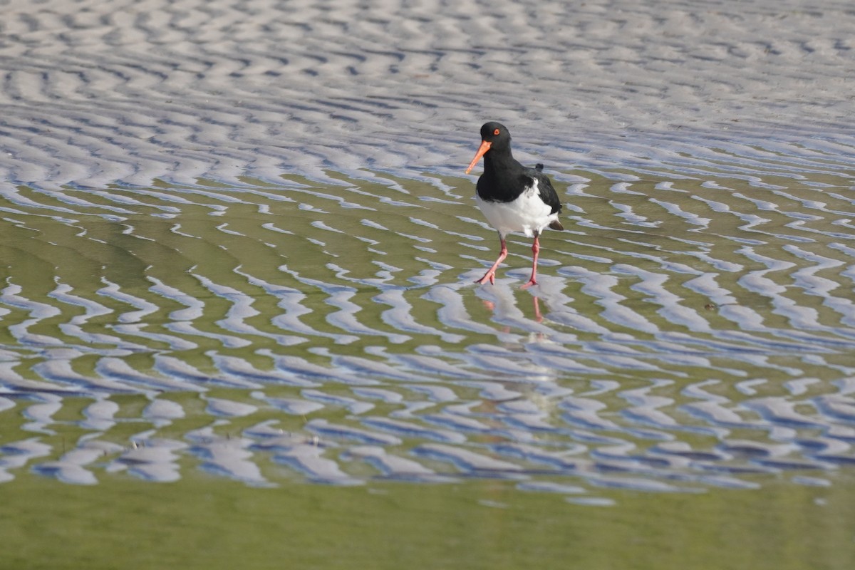 Pied Oystercatcher - Sarah Foote