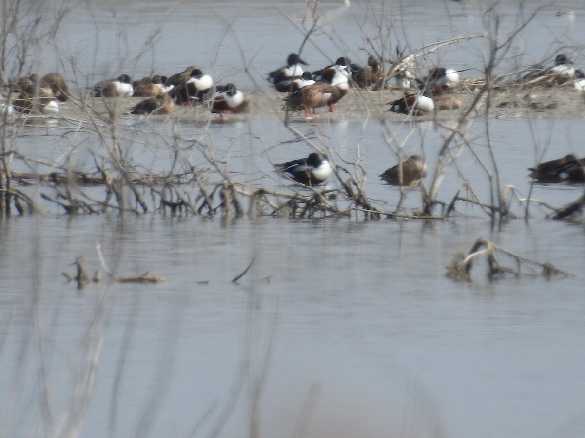 Northern Shoveler - Raja Bandi