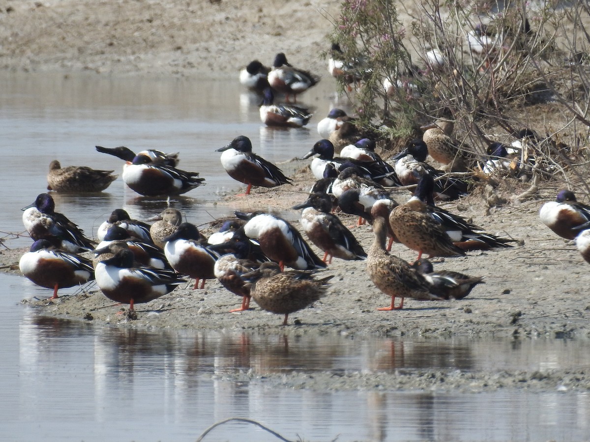 Northern Shoveler - ML49393741