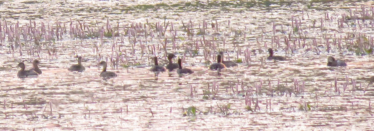 Little Grebe - ML493937411