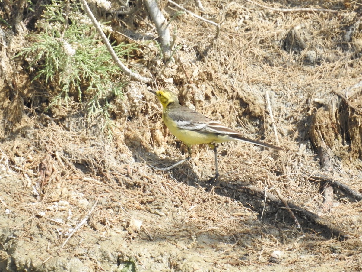 Citrine Wagtail - ML49393761