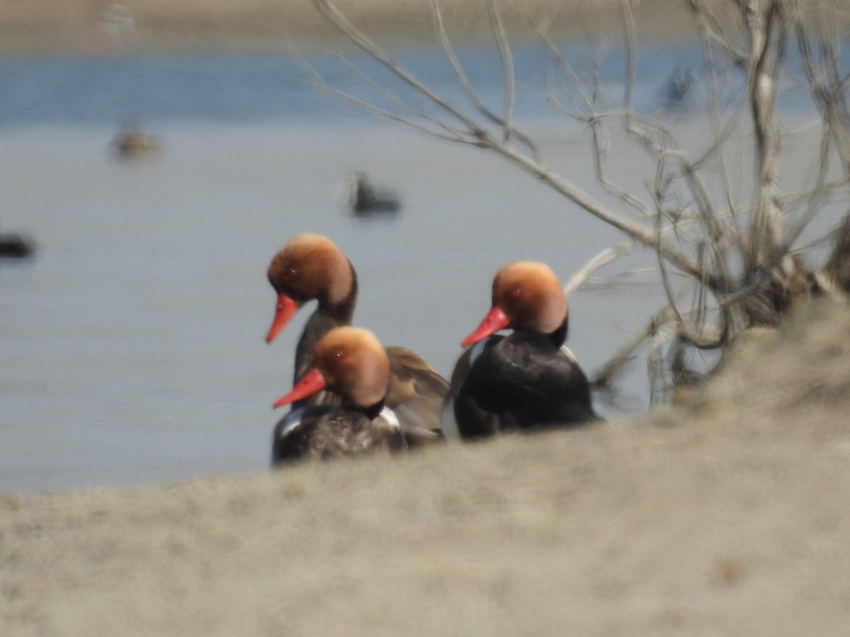 Red-crested Pochard - ML49393771