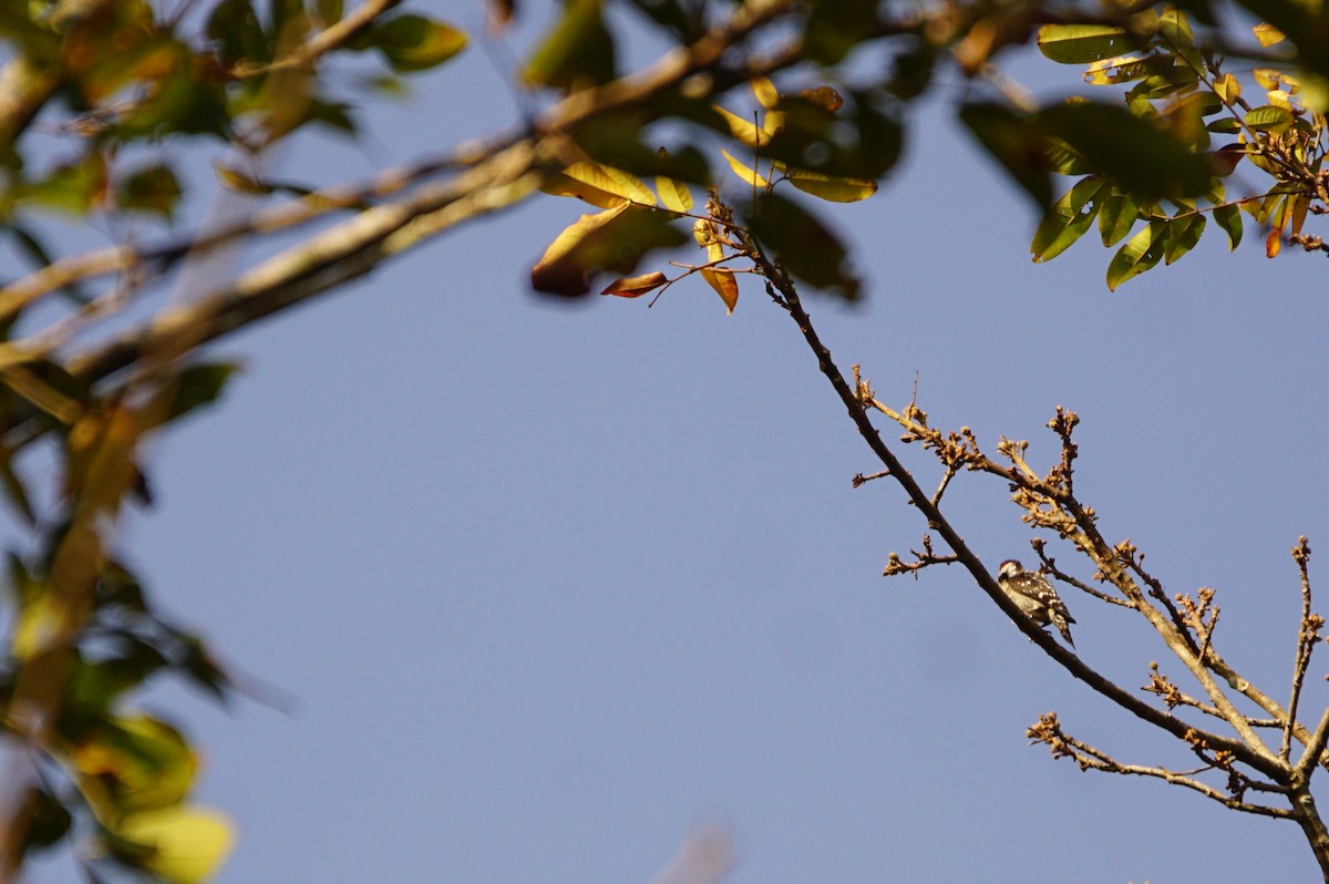 Brown-capped Pygmy Woodpecker - ML49393801