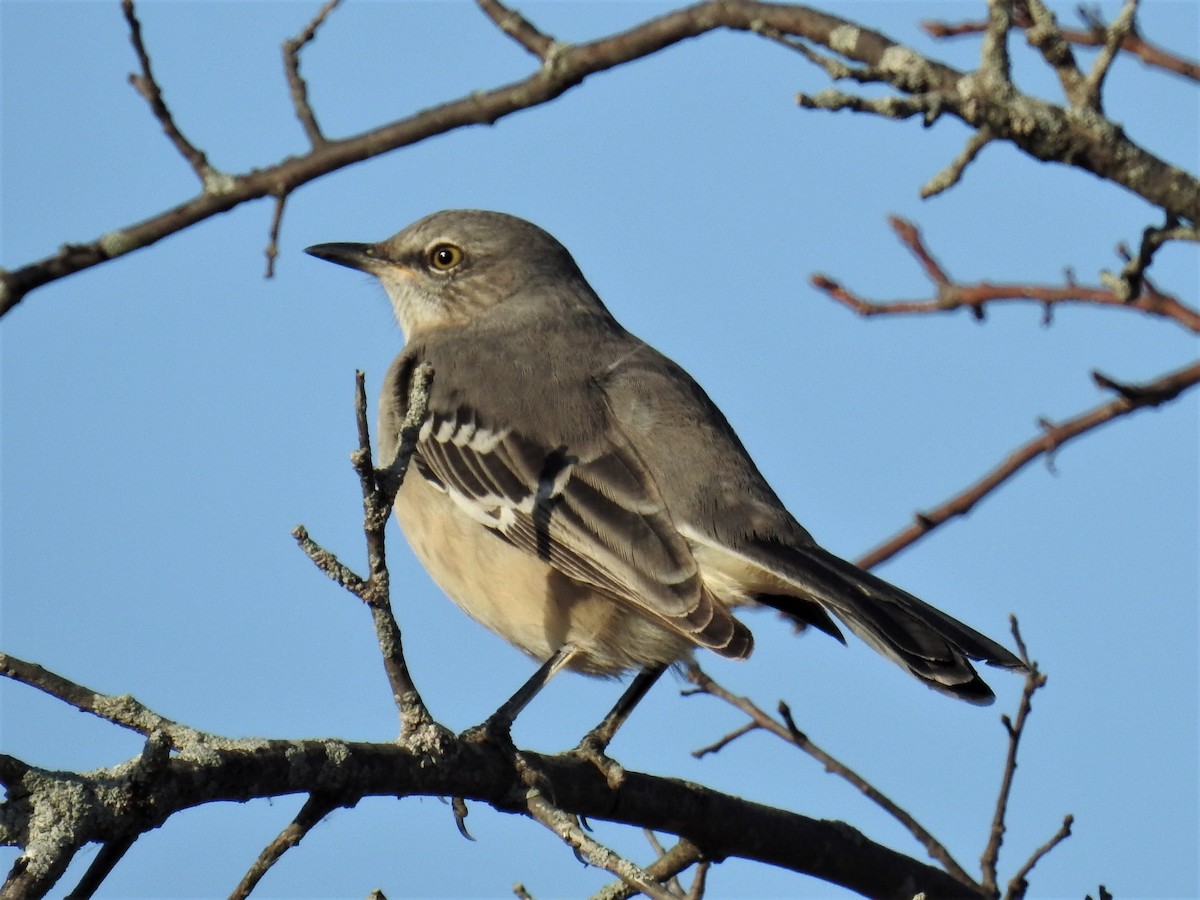Northern Mockingbird - ML493939151