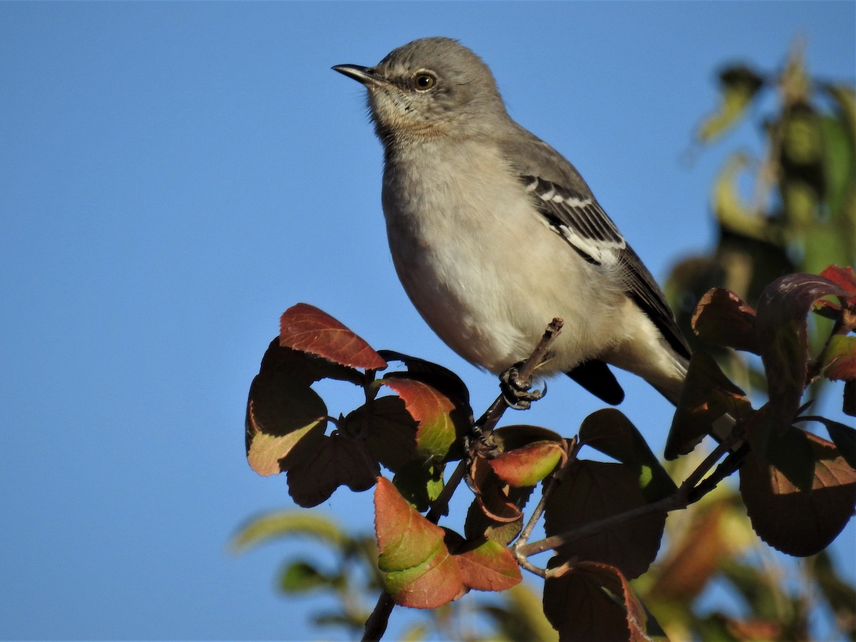 Northern Mockingbird - ML493939201