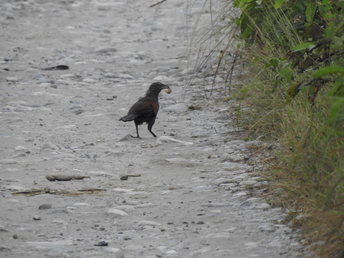 Lesser Coucal - ML493939521