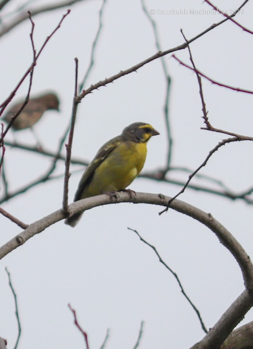 Yellow-fronted Canary - ML493939751