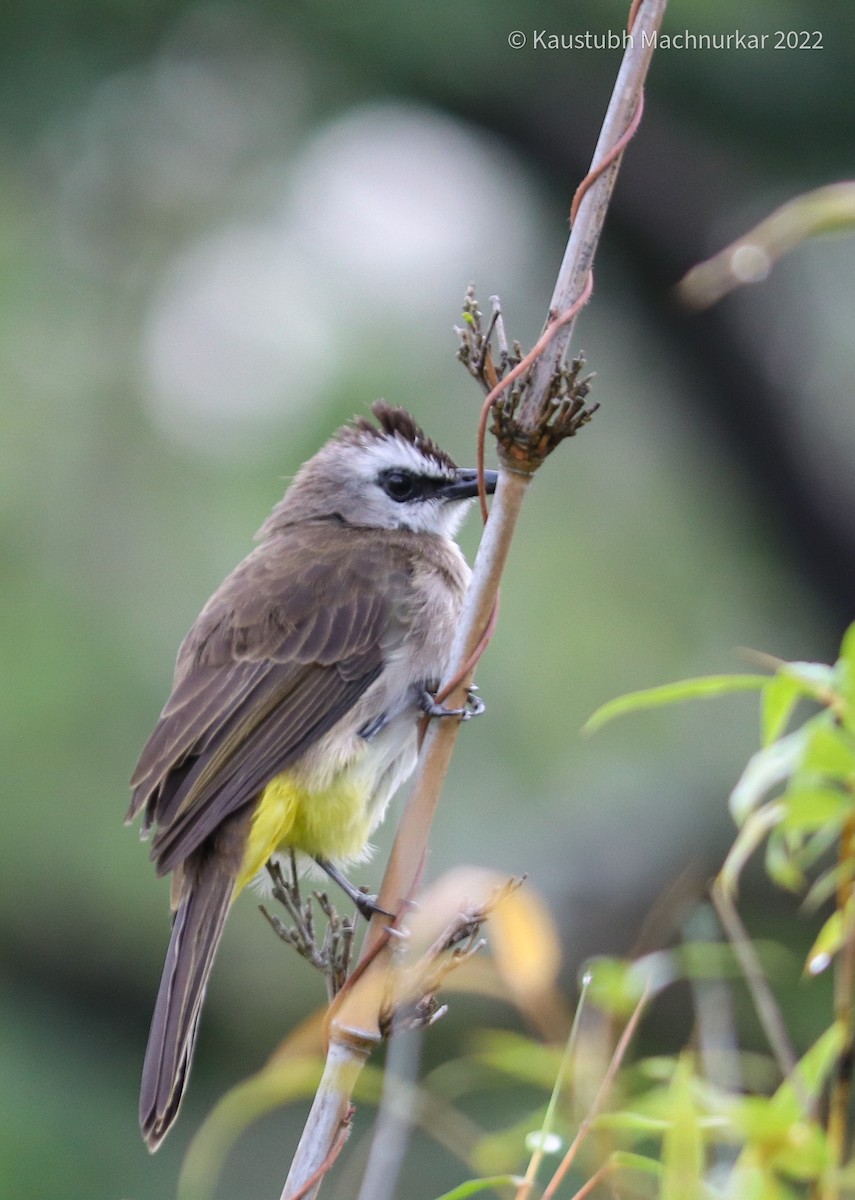 Yellow-vented Bulbul - ML493939911