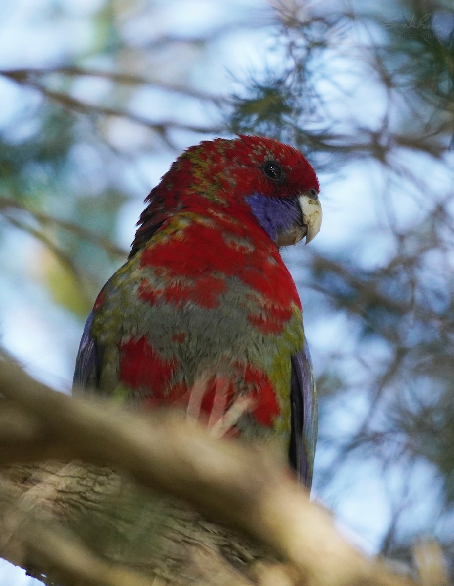 Crimson Rosella - ML493940281