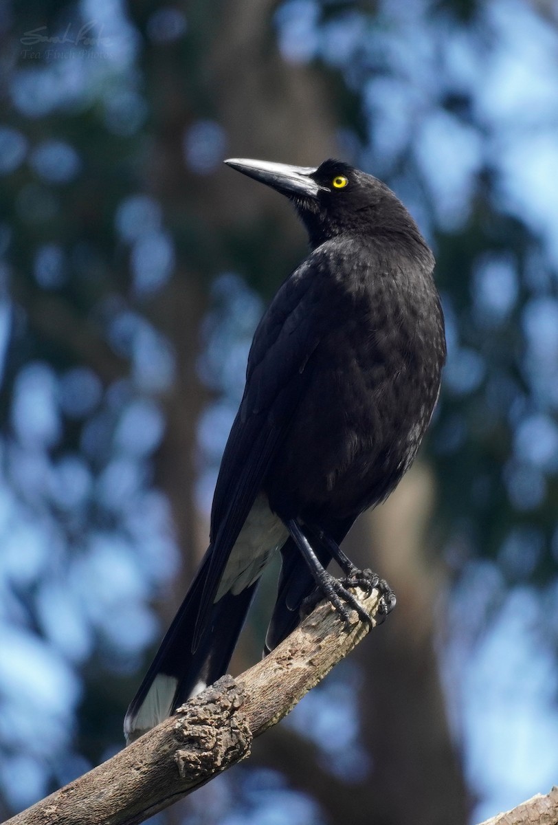 Gray Currawong - ML493940291