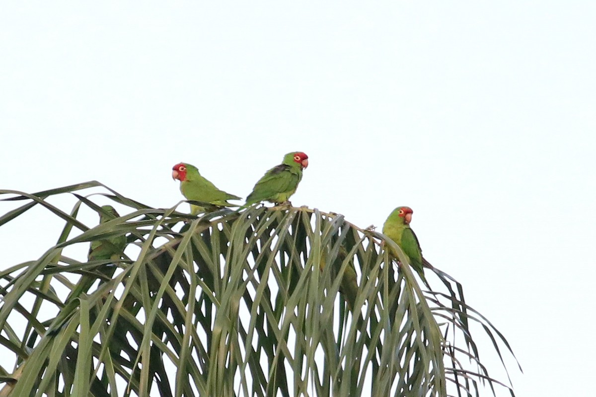 Red-masked Parakeet - ML493940431