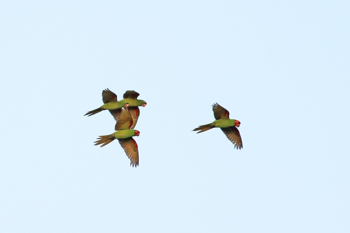 Red-masked Parakeet - ML493940441