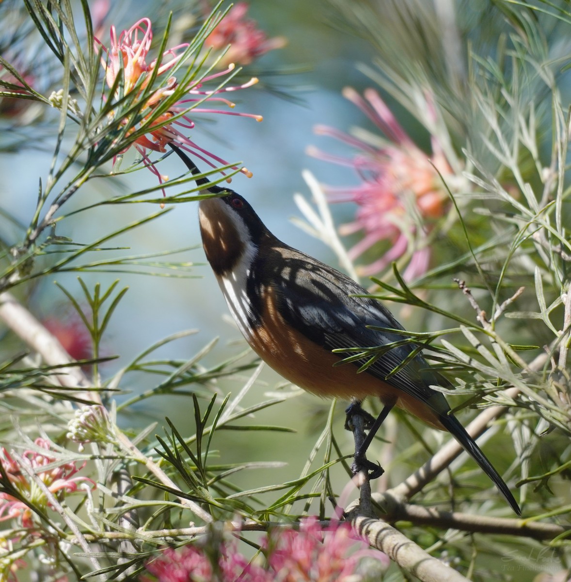 Eastern Spinebill - ML493940511