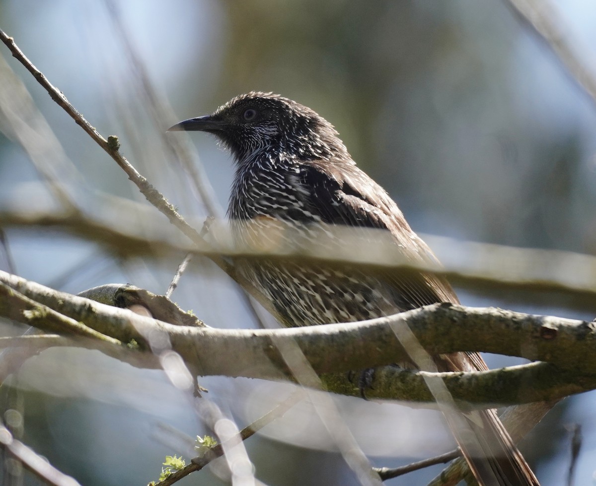 Little Wattlebird - ML493940571