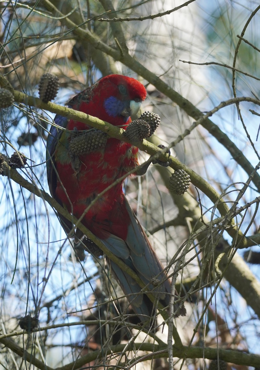 Crimson Rosella - ML493940591