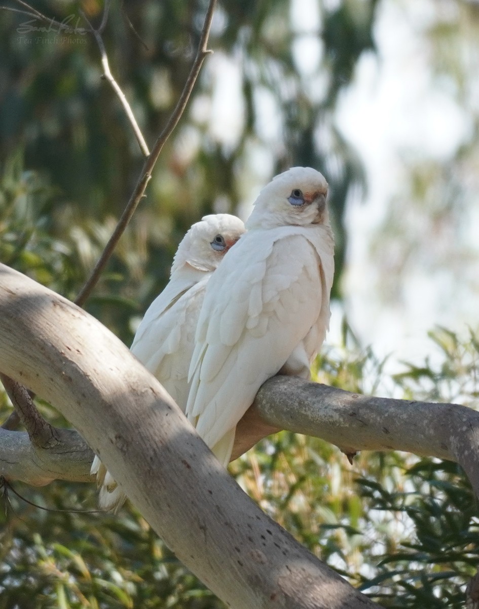 Cacatoès corella - ML493940601