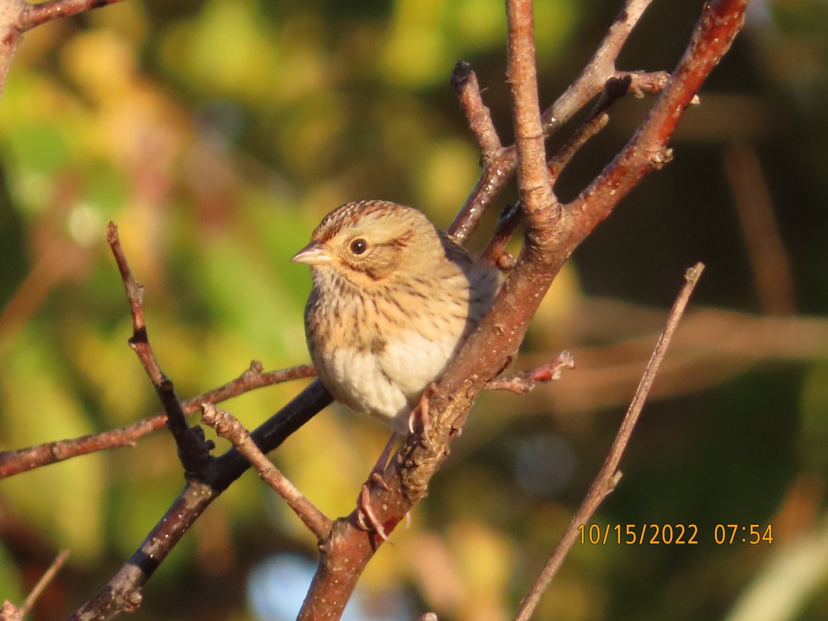 Lincoln's Sparrow - P.W. Boyd