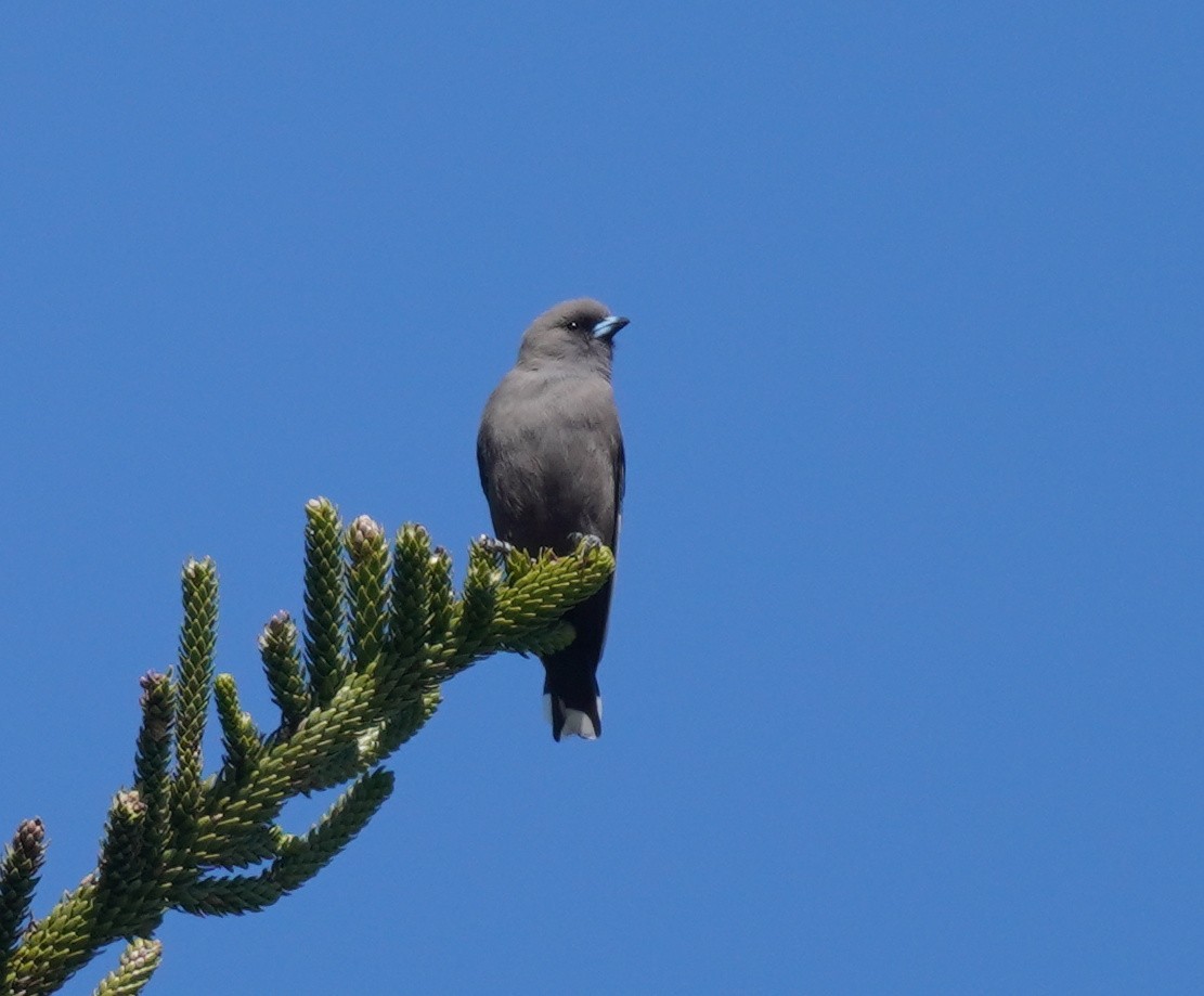 Dusky Woodswallow - ML493942501