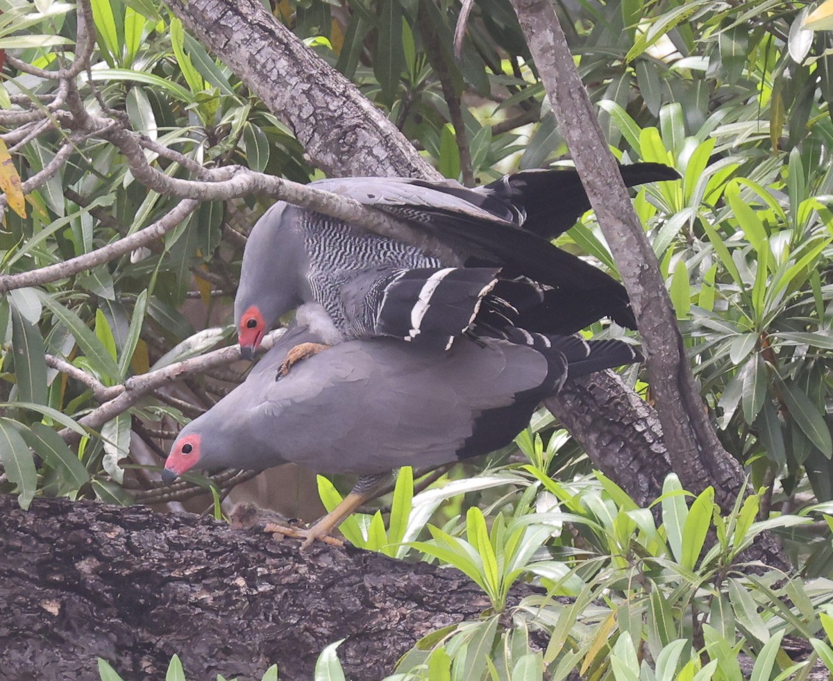 African Harrier-Hawk - Jordan Roderick