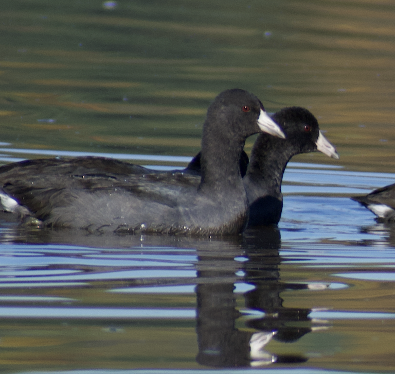 American Coot - ML493942891