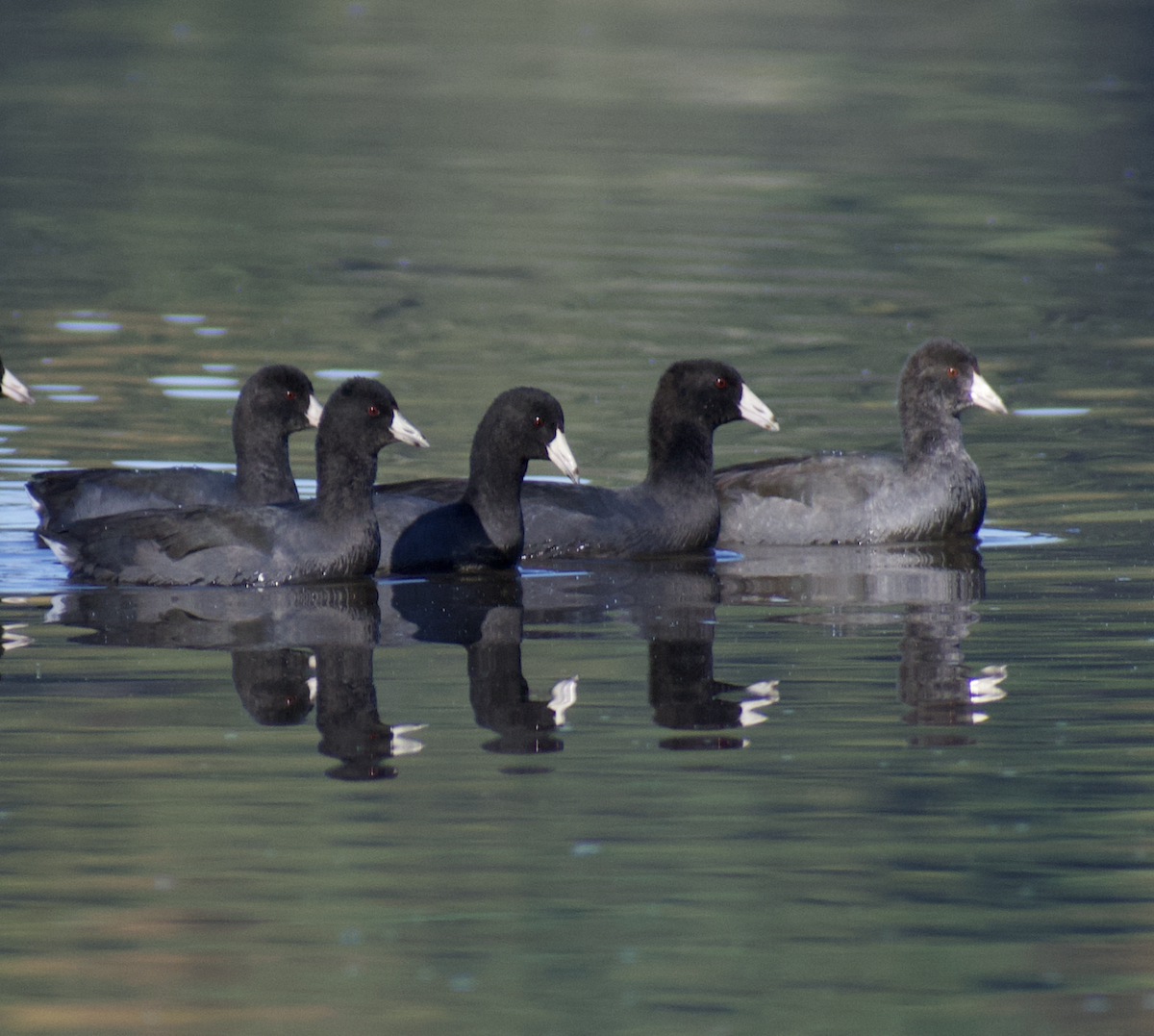 American Coot - ML493943071