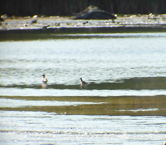 Hudsonian Godwit - ML493945541
