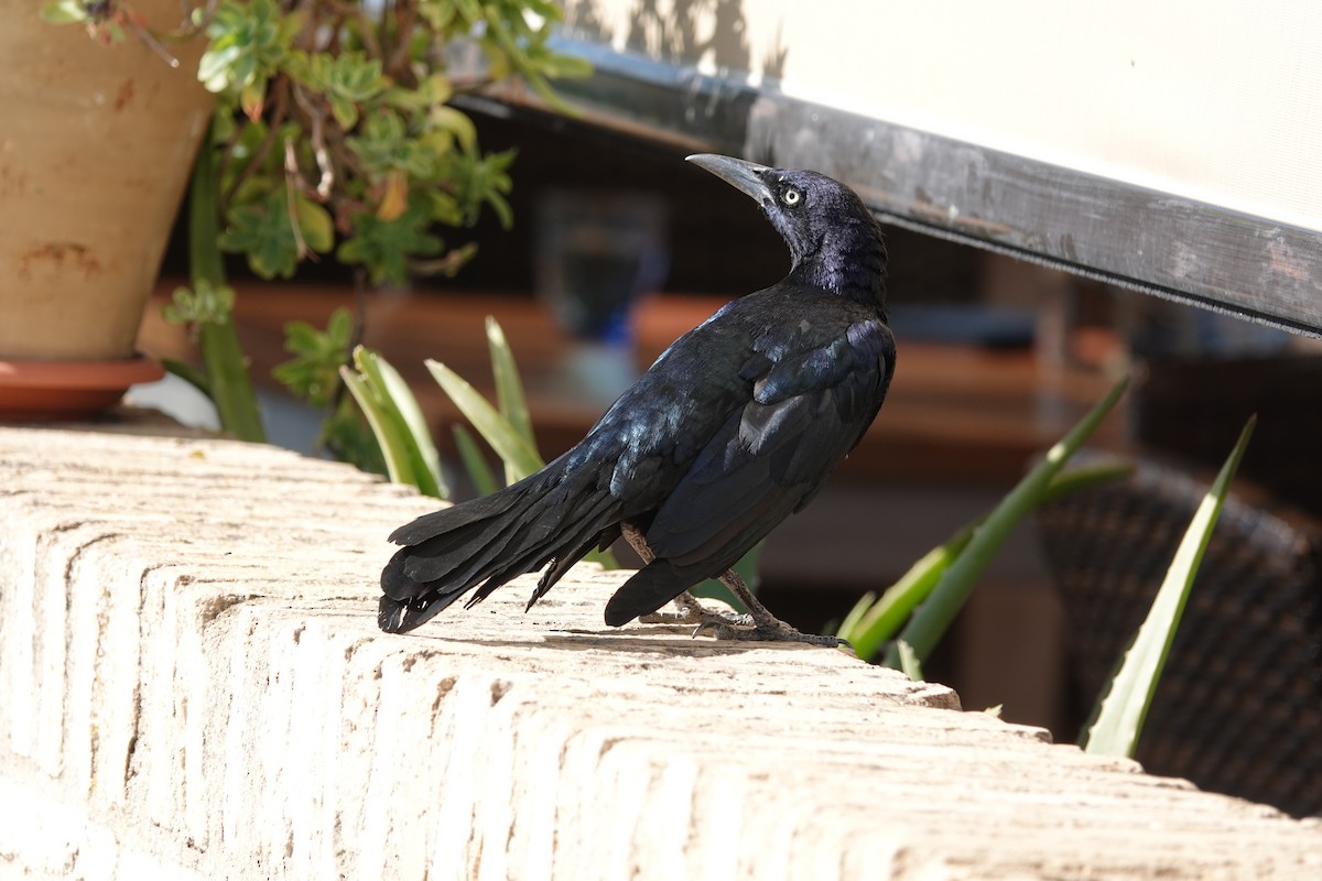 Great-tailed Grackle - ML493945621