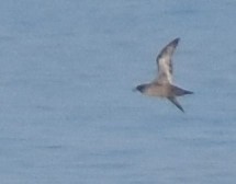 Short-tailed Shearwater - Jason Vassallo