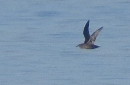 Short-tailed Shearwater - Jason Vassallo