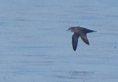 Short-tailed Shearwater - Jason Vassallo