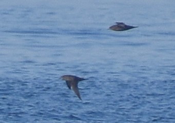 Short-tailed Shearwater - Jason Vassallo