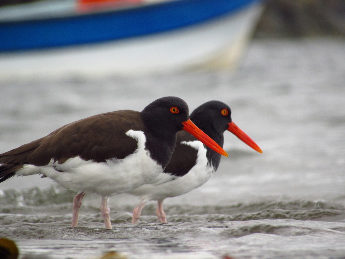 American Oystercatcher - ML493946301