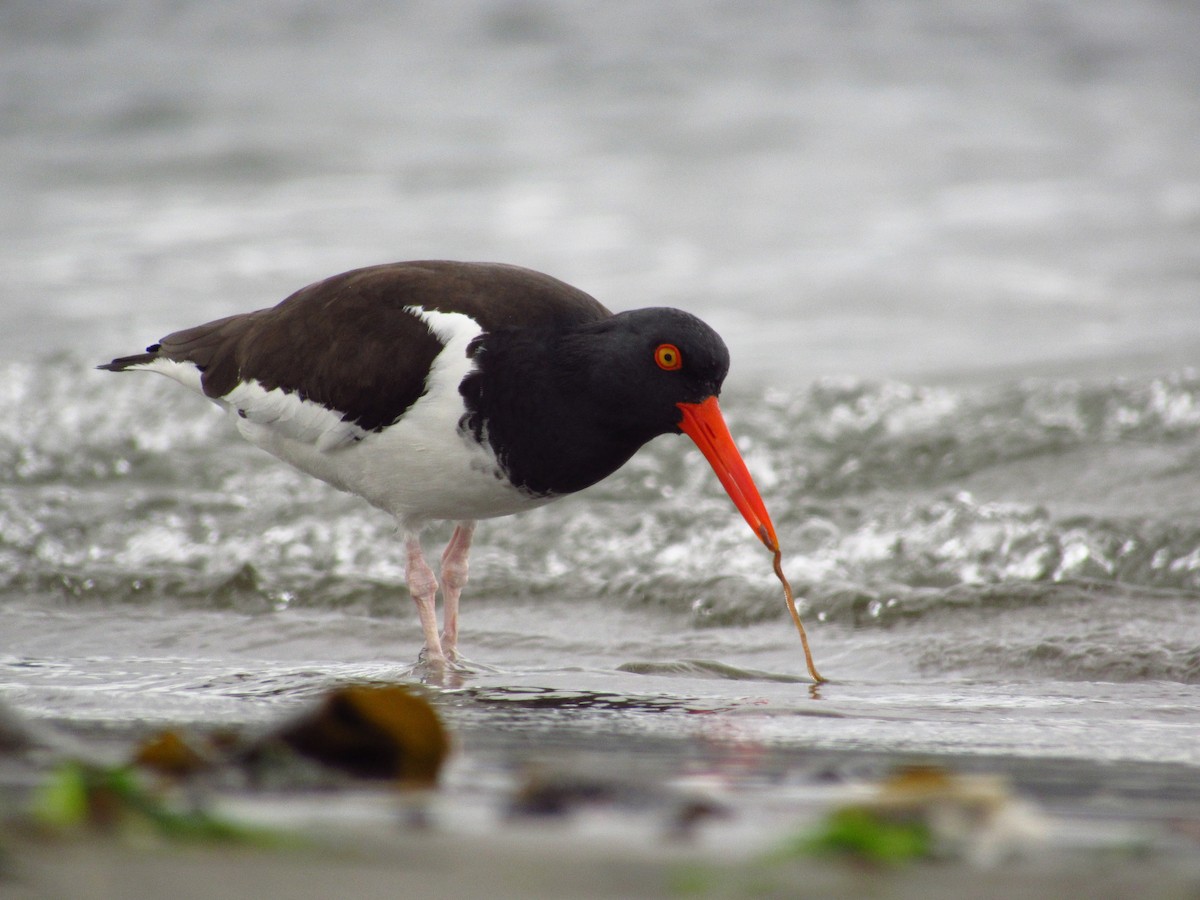 American Oystercatcher - ML493946311