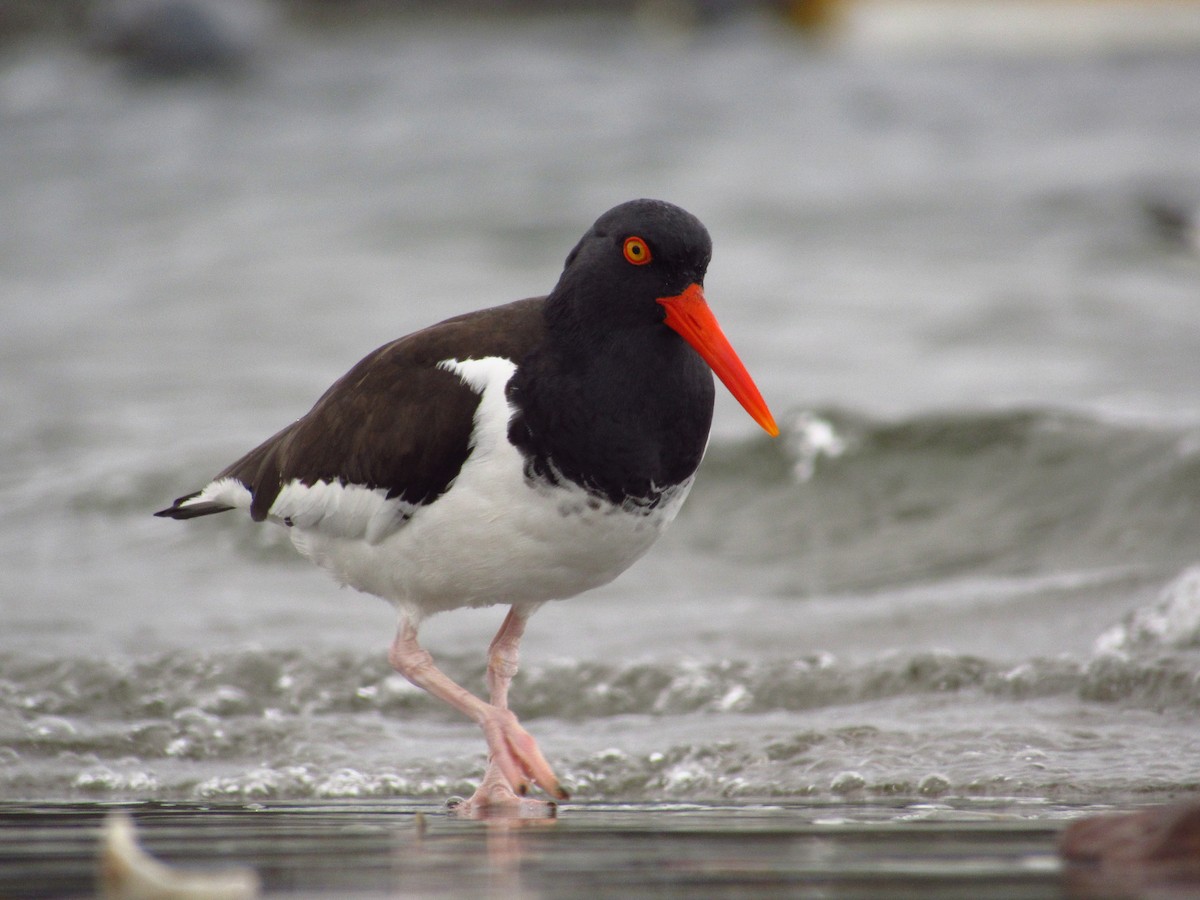 American Oystercatcher - ML493946521