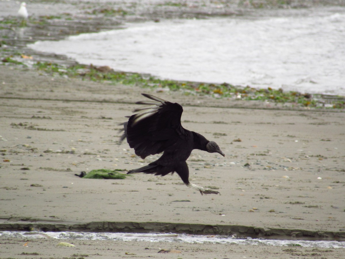 Black Vulture - ML493946671