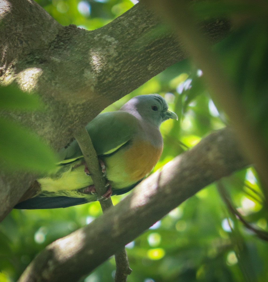 Pink-necked Green-Pigeon - ML493947551