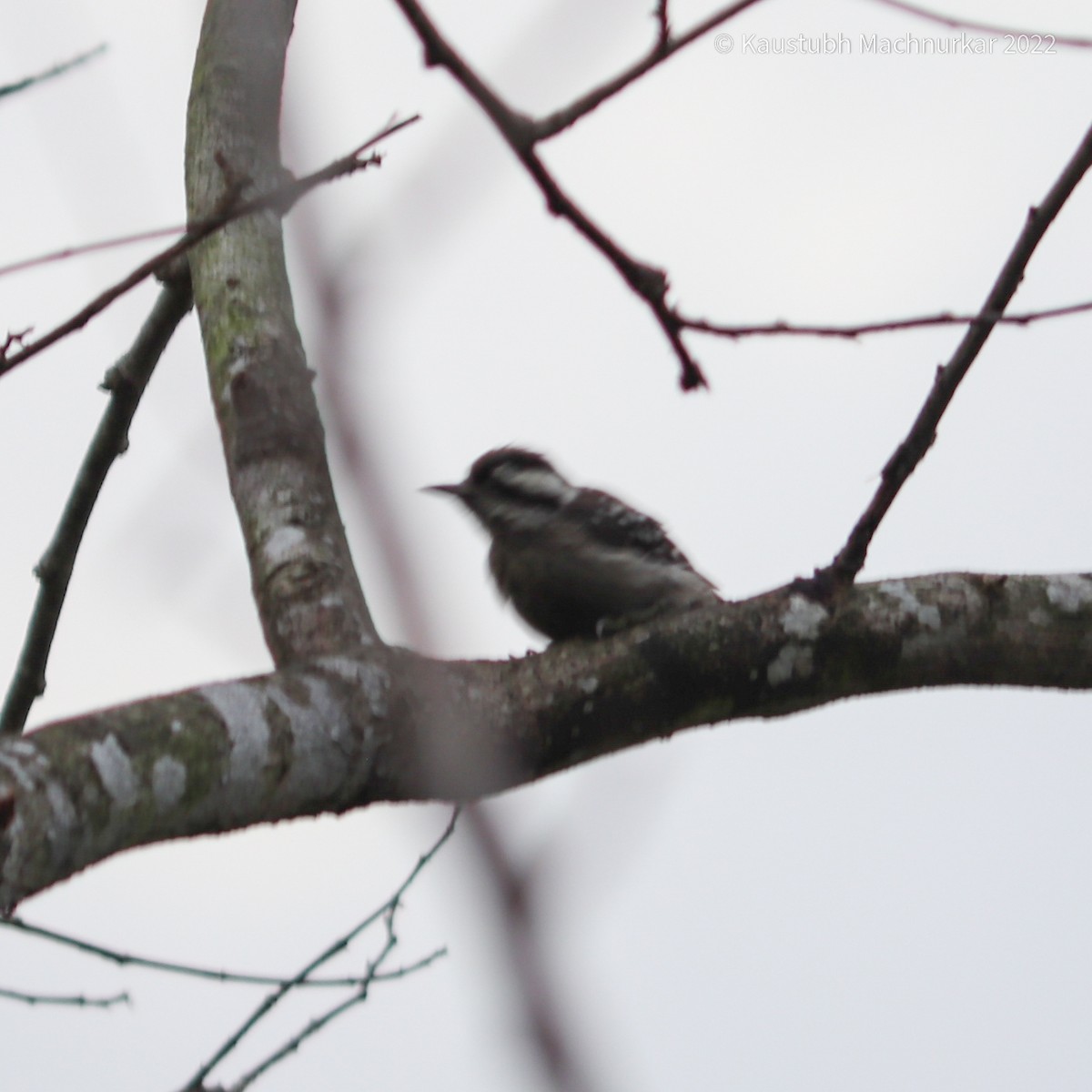 Sunda Pygmy Woodpecker - ML493947661