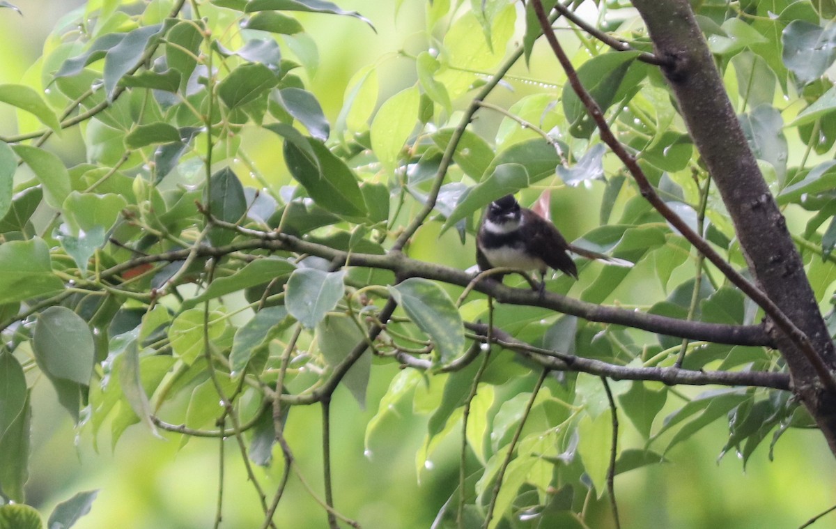 Malaysian Pied-Fantail - ML493948161