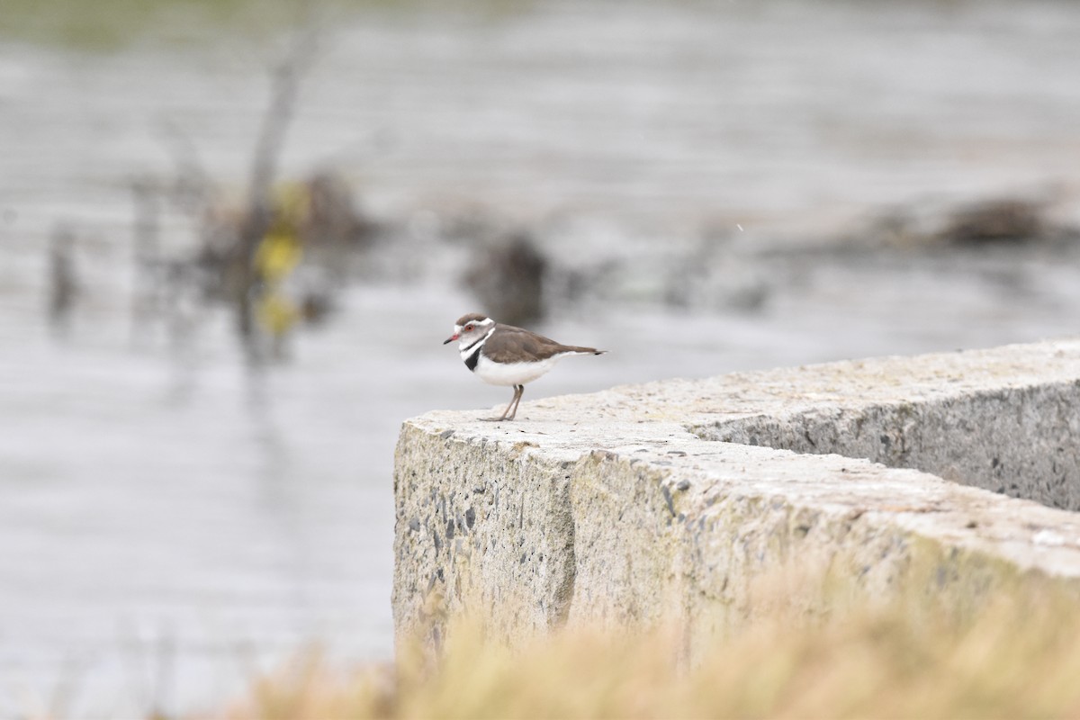 Three-banded Plover - ML493949931