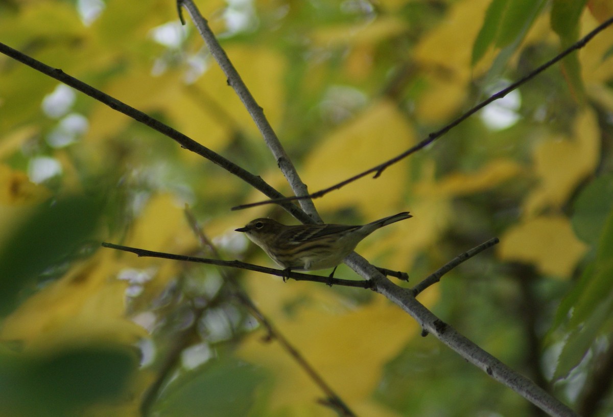 Yellow-rumped Warbler - ML493950341