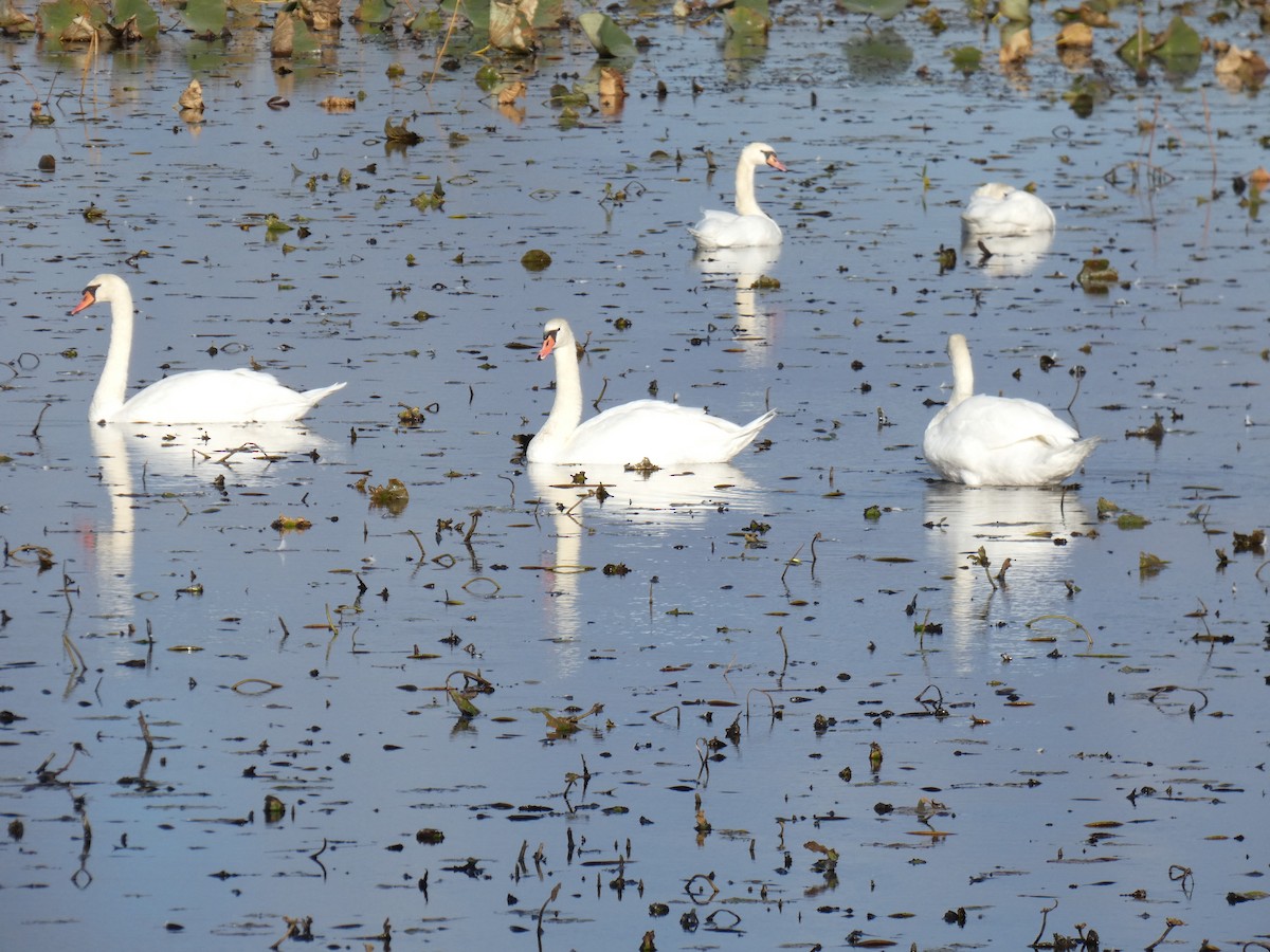 Mute Swan - ML493950511