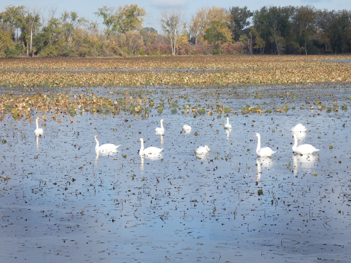 Mute Swan - ML493950521