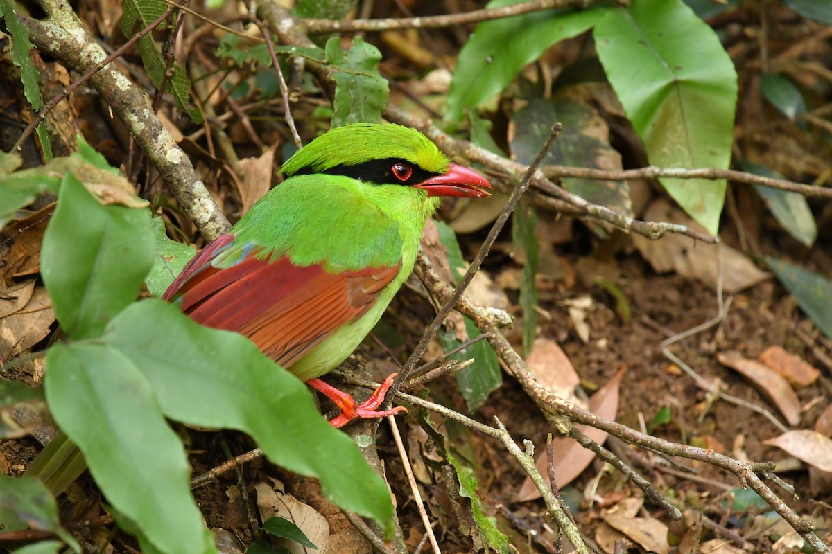 Indochinese Green-Magpie - ML493951511