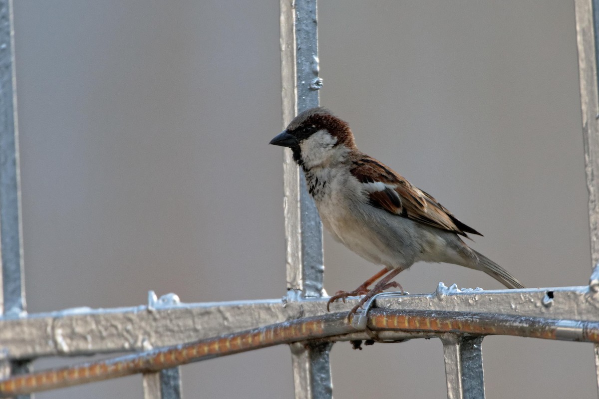 House Sparrow - ML493952421