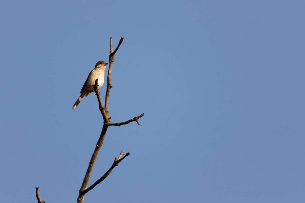 Brown Shrike - ML493952521