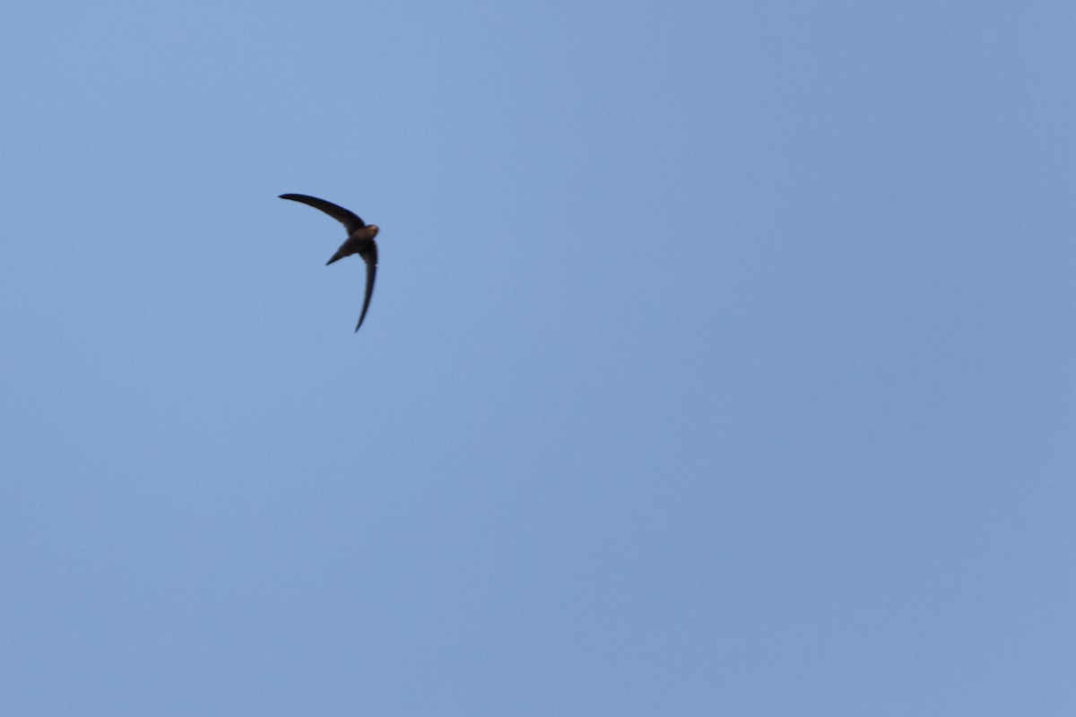 Asian Palm Swift - ML493953081