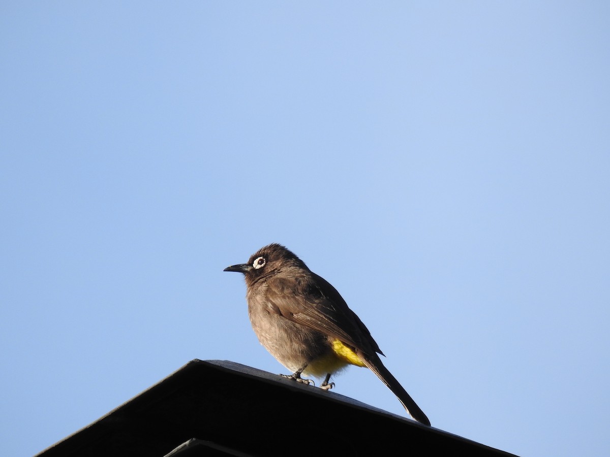 Bulbul du Cap - ML493953671