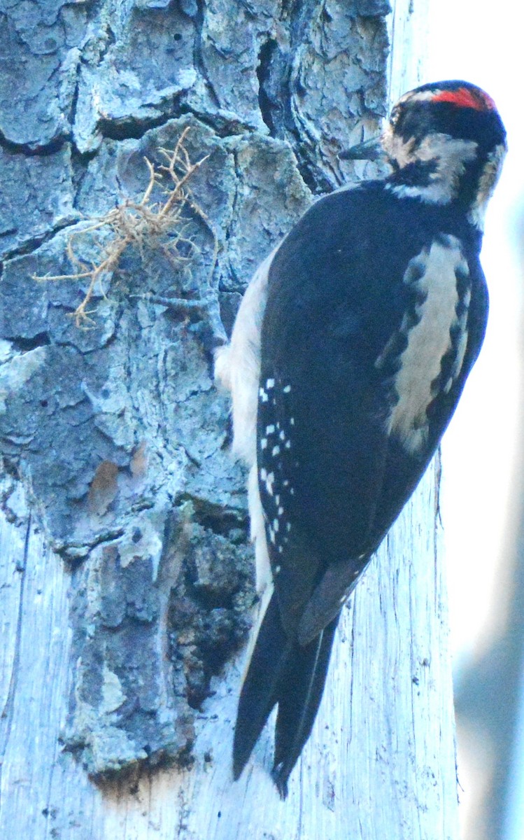 Hairy Woodpecker - ML493954081