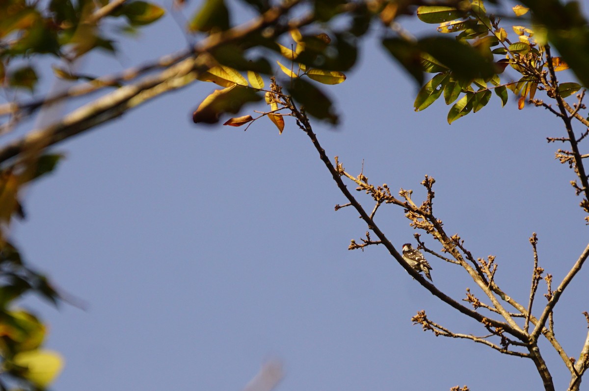 Brown-capped Pygmy Woodpecker - ML49395451